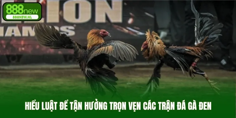 Hiểu luật để tận hưởng trọn vẹn các trận đá gà đen